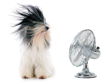 tibetan terrier and fan in front of white background Stock Photo - Budget Royalty-Free & Subscription, Code: 400-07315008