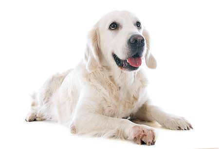 simsearch:400-04283000,k - purebred golden retriever  in front of a white background Stock Photo - Budget Royalty-Free & Subscription, Code: 400-07315041