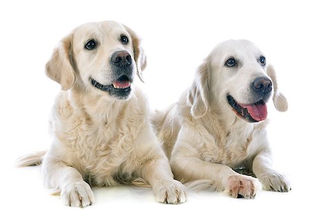 simsearch:400-04283000,k - purebred golden retrievers  in front of a white background Stock Photo - Budget Royalty-Free & Subscription, Code: 400-07315042