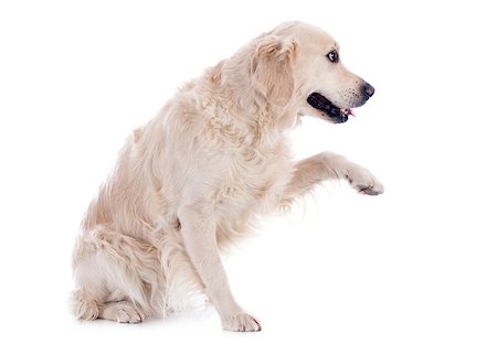 simsearch:400-05887877,k - purebred golden retriever  in front of a white background Photographie de stock - Aubaine LD & Abonnement, Code: 400-07315054