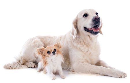 simsearch:400-04283000,k - purebred golden retriever and chihuahua in front of a white background Stock Photo - Budget Royalty-Free & Subscription, Code: 400-07315053