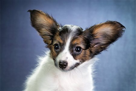 Portrait of a puppy Papillon Close up Photographie de stock - Aubaine LD & Abonnement, Code: 400-07315343