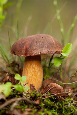 edible mushroom (Xerocomus badius) in forest Stock Photo - Budget Royalty-Free & Subscription, Code: 400-07315638