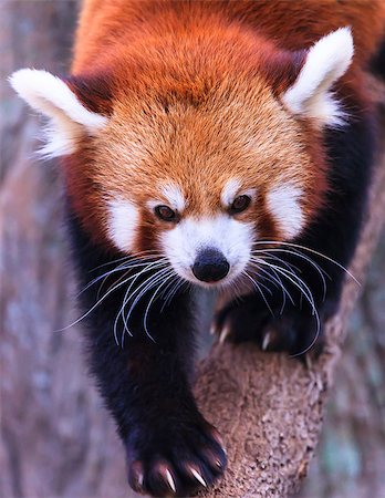red pandas - A fluffy red panda walking and balancing on thin tree limb Stock Photo - Budget Royalty-Free & Subscription, Code: 400-07315731