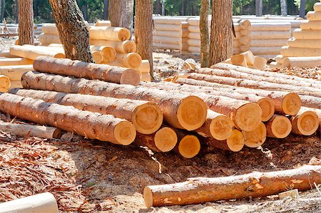 softwood - Harvested pine logs at the site of timber processing and assembly log cabins homes Stock Photo - Budget Royalty-Free & Subscription, Code: 400-07315781