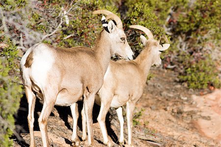simsearch:400-04707302,k - A mountain goat pairforages for food around the mountainside Stock Photo - Budget Royalty-Free & Subscription, Code: 400-07316201