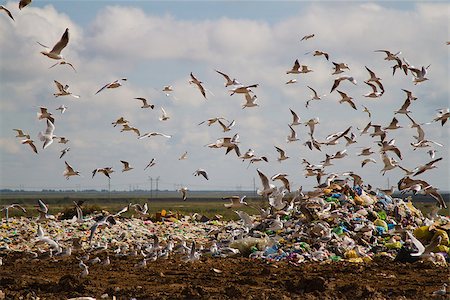 simsearch:400-04491217,k - Lots of seagulls flying in the city dump Photographie de stock - Aubaine LD & Abonnement, Code: 400-07316388