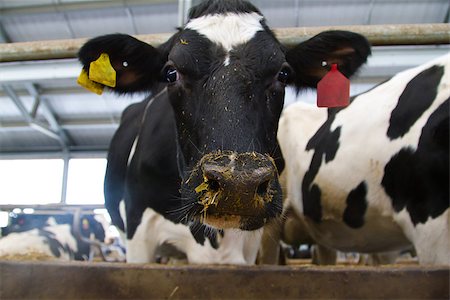 Holstein dairy cows are fed in a farm Foto de stock - Super Valor sin royalties y Suscripción, Código: 400-07316391