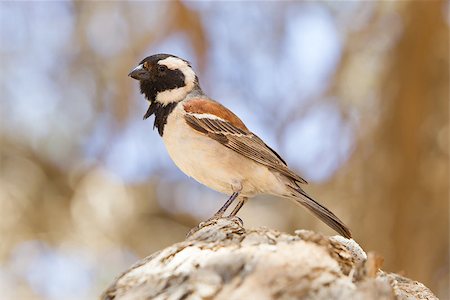 simsearch:400-04305914,k - Cape Sparrow (Passer melanurus), a common species in Namibia Photographie de stock - Aubaine LD & Abonnement, Code: 400-07316445