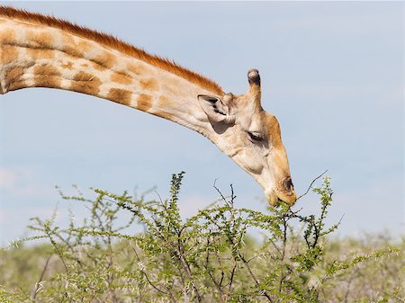 Giraffe in Etosha national park, Namibia, Africa Foto de stock - Royalty-Free Super Valor e Assinatura, Número: 400-07316448