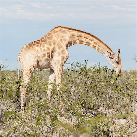 simsearch:400-03934177,k - Giraffe in Etosha national park, Namibia, Africa Fotografie stock - Microstock e Abbonamento, Codice: 400-07316449