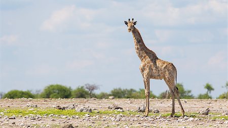 simsearch:400-03934177,k - Giraffe in Etosha national park, Namibia, Africa Fotografie stock - Microstock e Abbonamento, Codice: 400-07316450