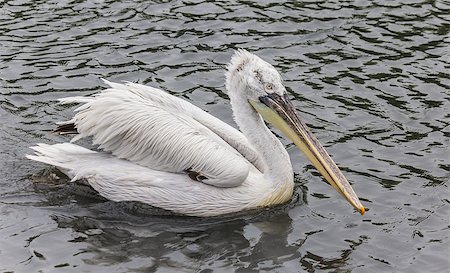 simsearch:400-07667421,k - A white pelican floating on the water Fotografie stock - Microstock e Abbonamento, Codice: 400-07317194
