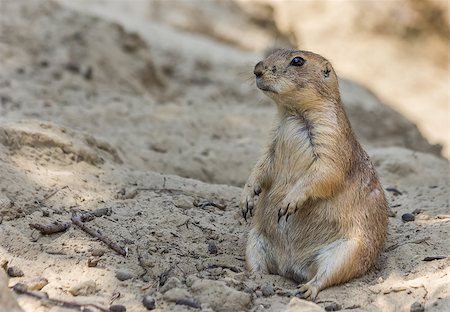 simsearch:400-04695630,k - Prairie dog sitting up in the sand Foto de stock - Super Valor sin royalties y Suscripción, Código: 400-07317200