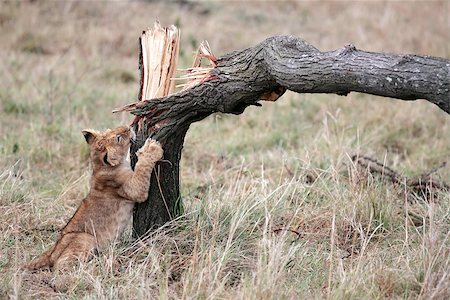 Lion cub playing with broken tree in the Masai Mara reserve in Kenya Africa Stock Photo - Budget Royalty-Free & Subscription, Code: 400-07317326