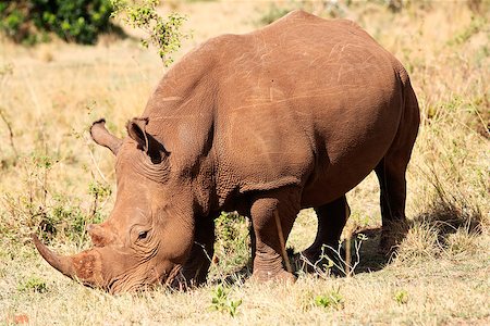 simsearch:851-02961282,k - White Rhinoceros in the Masai Mara reserve in Kenya Africa Foto de stock - Super Valor sin royalties y Suscripción, Código: 400-07317332