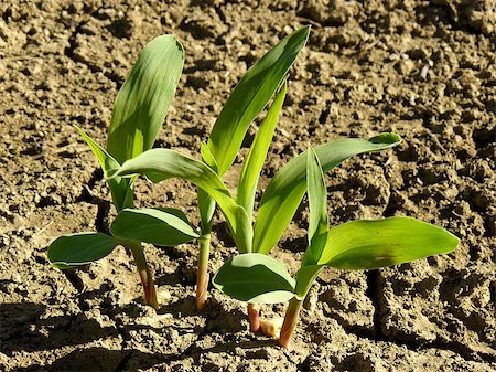 simsearch:400-05682396,k - corn seedlings growing on the vegetable bed new life concept Stock Photo - Budget Royalty-Free & Subscription, Code: 400-07317457