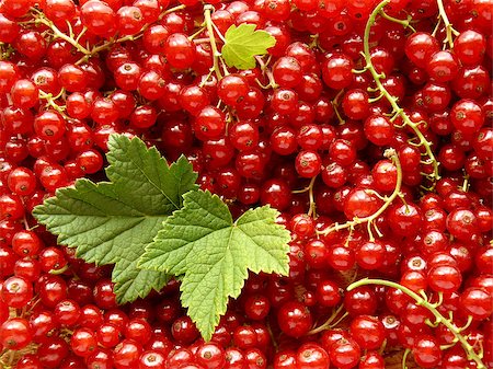 simsearch:824-02888669,k - fresh cropped redcurrants with leaves as food background Photographie de stock - Aubaine LD & Abonnement, Code: 400-07317459