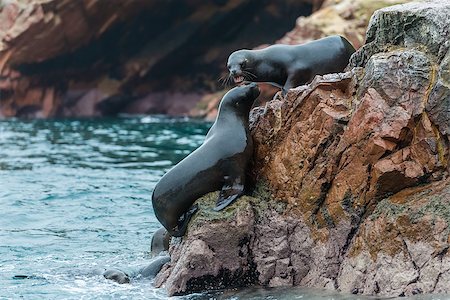 sea lion - Sea lions fighting for a rock in the peruvian coast at Ballestas islands Peru Stock Photo - Budget Royalty-Free & Subscription, Code: 400-07317738