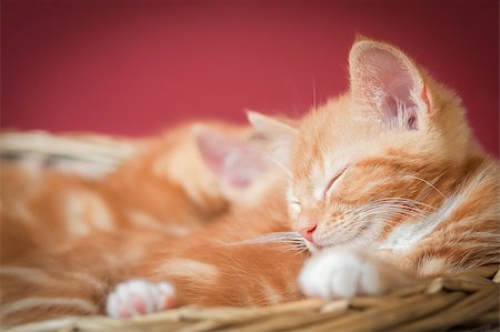 adorable ginger kittens asleep in a basket with space for text Stock Photo - Budget Royalty-Free & Subscription, Code: 400-07317930