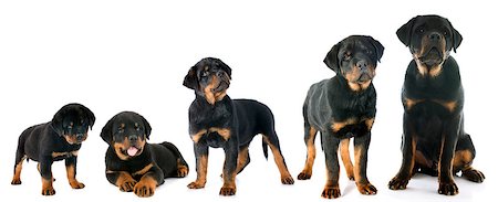 simsearch:400-07137760,k - portrait of a purebred puppy rottweiler in front of white background Stockbilder - Microstock & Abonnement, Bildnummer: 400-07318415