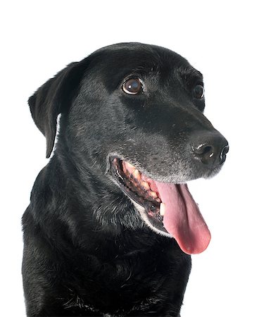 old  labrador retriever in front of a white background Stock Photo - Budget Royalty-Free & Subscription, Code: 400-07318416