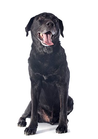 old  labrador retriever in front of a white background Stock Photo - Budget Royalty-Free & Subscription, Code: 400-07318417