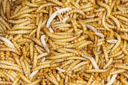 Meal worms is the common name for the larvae of the beetle Tenebrio molitor. Stock Photo - Budget Royalty-Free & Subscription, Code: 400-07318483