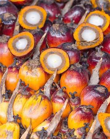 fruits of malaysia - Background of Palm Oil Fruits in Thailand Stock Photo - Budget Royalty-Free & Subscription, Code: 400-07318493
