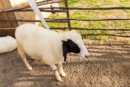 simsearch:400-04672084,k - Sheep  in the farm in a sunny day. Fotografie stock - Microstock e Abbonamento, Codice: 400-07318511