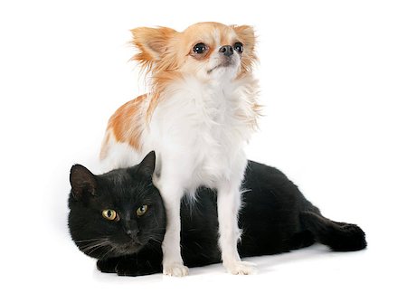 simsearch:400-07124258,k - black cat and chihuahua in front of white background Photographie de stock - Aubaine LD & Abonnement, Code: 400-07318587