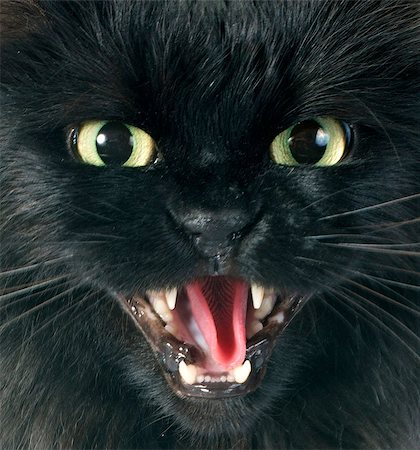 black cat angry in front of white background Photographie de stock - Aubaine LD & Abonnement, Code: 400-07318590