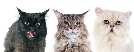 three angry cats  in front of white background Photographie de stock - Aubaine LD & Abonnement, Code: 400-07318591