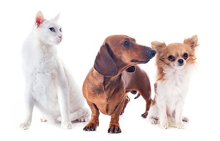 simsearch:400-07330455,k - dachshund dog , chihuahua and cat in front of white background Photographie de stock - Aubaine LD & Abonnement, Code: 400-07318607