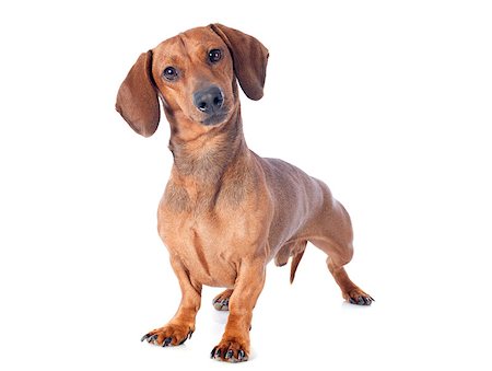 simsearch:400-07318607,k - dachshund dog in front of white background Stock Photo - Budget Royalty-Free & Subscription, Code: 400-07318602