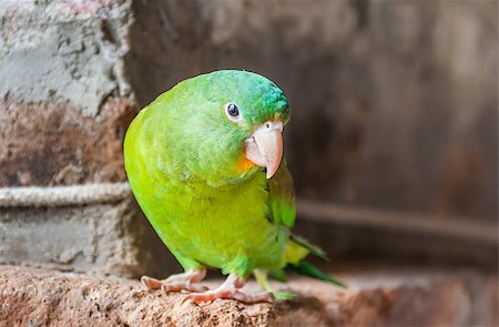 A little green lovebird in Costa Rica Photographie de stock - Aubaine LD & Abonnement, Code: 400-07318821