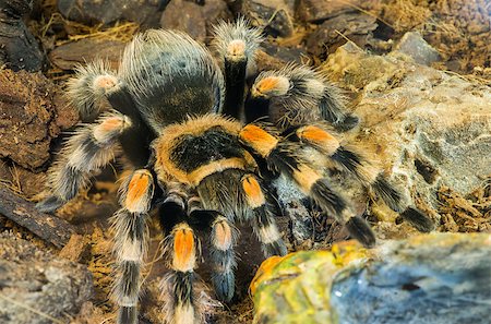 simsearch:400-04645267,k - Tarantula spider in nature. Close up macro shot Stock Photo - Budget Royalty-Free & Subscription, Code: 400-07318974