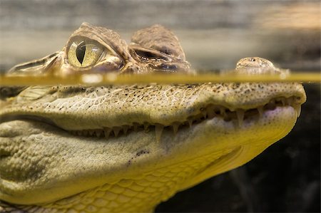 simsearch:400-08290498,k - Crocodile in water. Underwater look Stock Photo - Budget Royalty-Free & Subscription, Code: 400-07318973