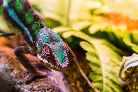 simsearch:862-03367324,k - Chameleon between leaves and stones Photographie de stock - Aubaine LD & Abonnement, Code: 400-07319032