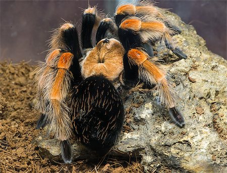 simsearch:640-02770439,k - Tarantula spider in nature. Close up macro shot Foto de stock - Super Valor sin royalties y Suscripción, Código: 400-07319075