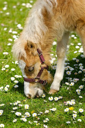 simsearch:400-08372603,k - Sweet young horse is eating green grass Stock Photo - Budget Royalty-Free & Subscription, Code: 400-07319126