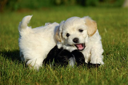 simsearch:400-05289792,k - Two sweet puppies are fighting and playing in the sun Stock Photo - Budget Royalty-Free & Subscription, Code: 400-07319129