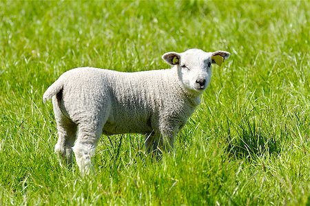 simsearch:400-04478701,k - Sweet lamb in profile on a green field. Stockbilder - Microstock & Abonnement, Bildnummer: 400-07319130