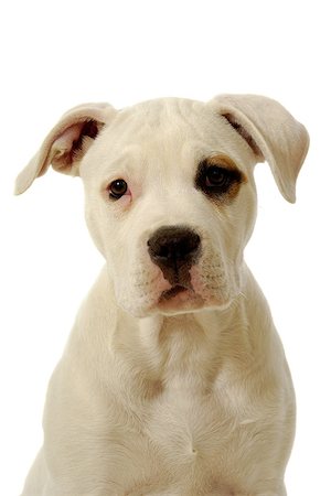 staffordshire - White puppy on white clean background Stockbilder - Microstock & Abonnement, Bildnummer: 400-07319131