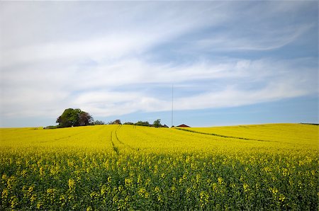 râpe - Yellow rape field and blue and cloudy sky. Stock Photo - Budget Royalty-Free & Subscription, Code: 400-07319152