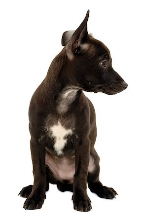 A sweet black puppy dog on a clean white background. Mix of a miniature pincher and a chihuahua. Stockbilder - Microstock & Abonnement, Bildnummer: 400-07319165