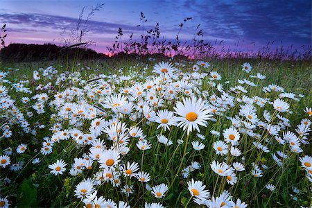 flower field dramatic - many camomile flowers on meadow at pink sunset Stock Photo - Budget Royalty-Free & Subscription, Code: 400-07319619