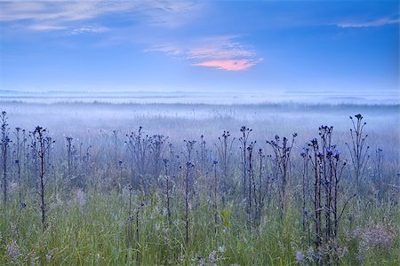simsearch:400-06875459,k - wild flowers on meadow at early blue misty morning Stock Photo - Budget Royalty-Free & Subscription, Code: 400-07319620