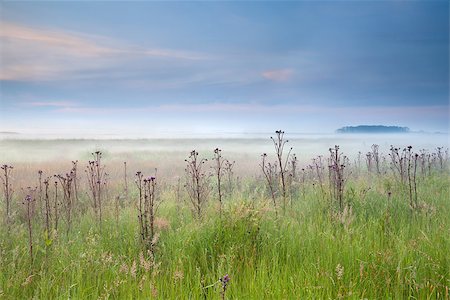 simsearch:400-07295947,k - summer misty meadow with wildflowers at sunrise Fotografie stock - Microstock e Abbonamento, Codice: 400-07319622