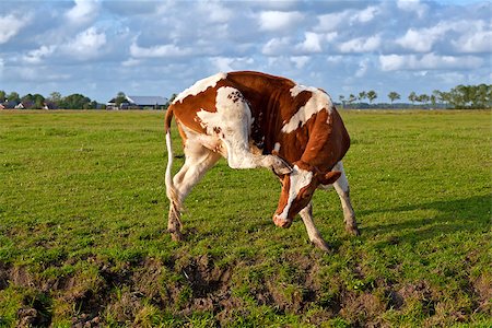 funny animal red - red and white cow scratching ear on pasture Stock Photo - Budget Royalty-Free & Subscription, Code: 400-07319634